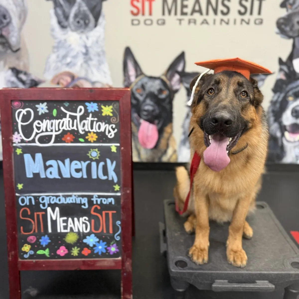Maverick on graduation day at Sit Means Sit Dog Training in Valhalla, NY