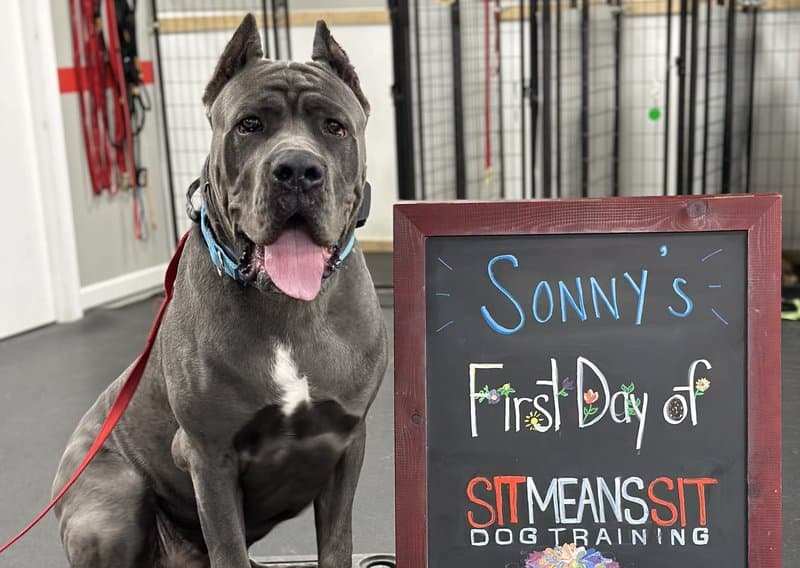 Day Train — dog training program at Sit Means Sit Dog Training Westchester, Valhalla NY
