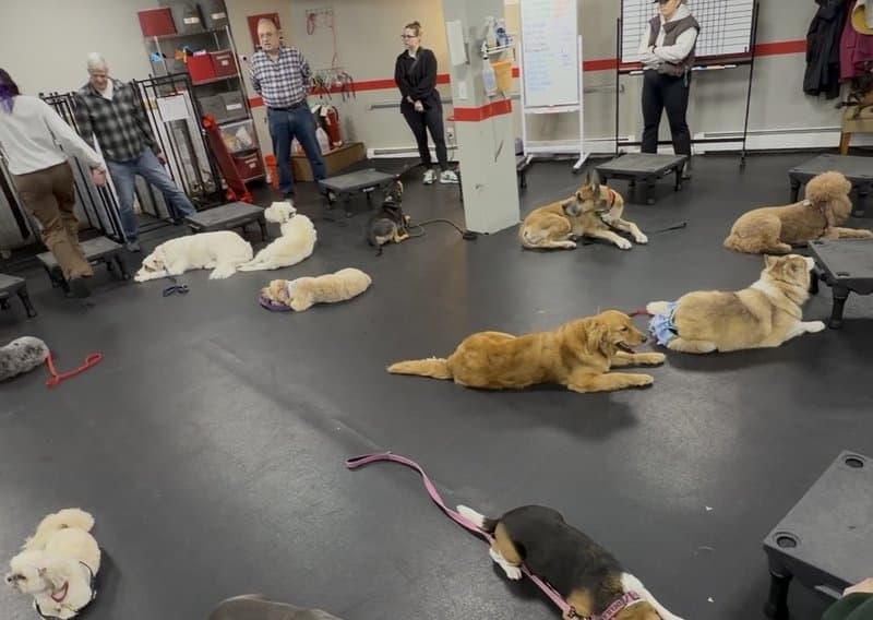 Group Class — dog training program at Sit Means Sit Dog Training Westchester, Valhalla NY