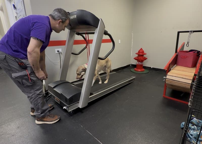 Private Lessons — dog training program at Sit Means Sit Dog Training Westchester, Valhalla NY