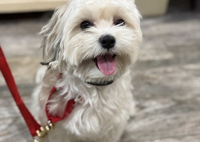 Puppy Training — dog training program at Sit Means Sit Dog Training Westchester, Valhalla NY